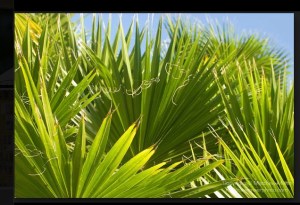 palm.fronds